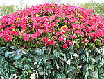 花团锦簇