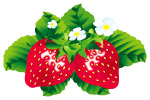 精美矢量草莓