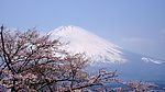 樱花衬托着富士山