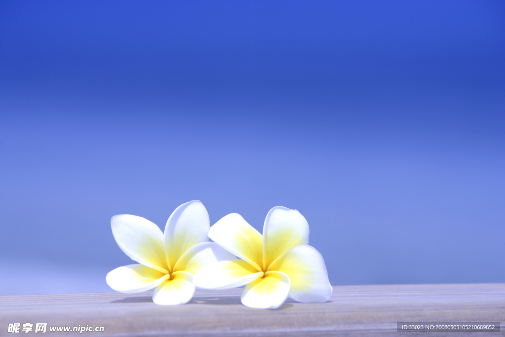 沙灘夏天花