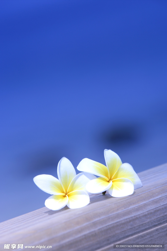 沙灘夏天花