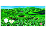 茶山