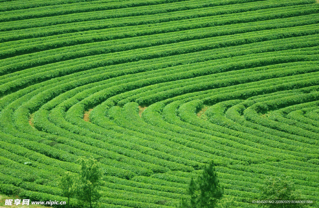 茶园