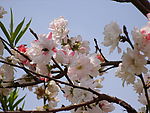 采蜜