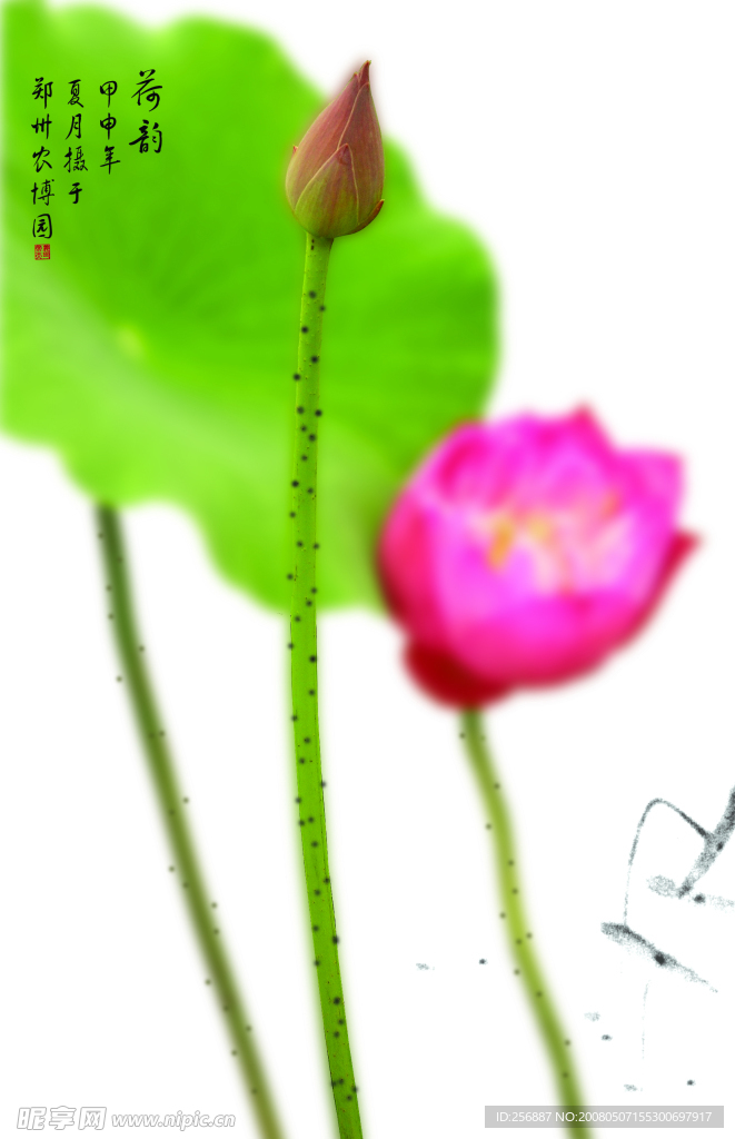 荷花
