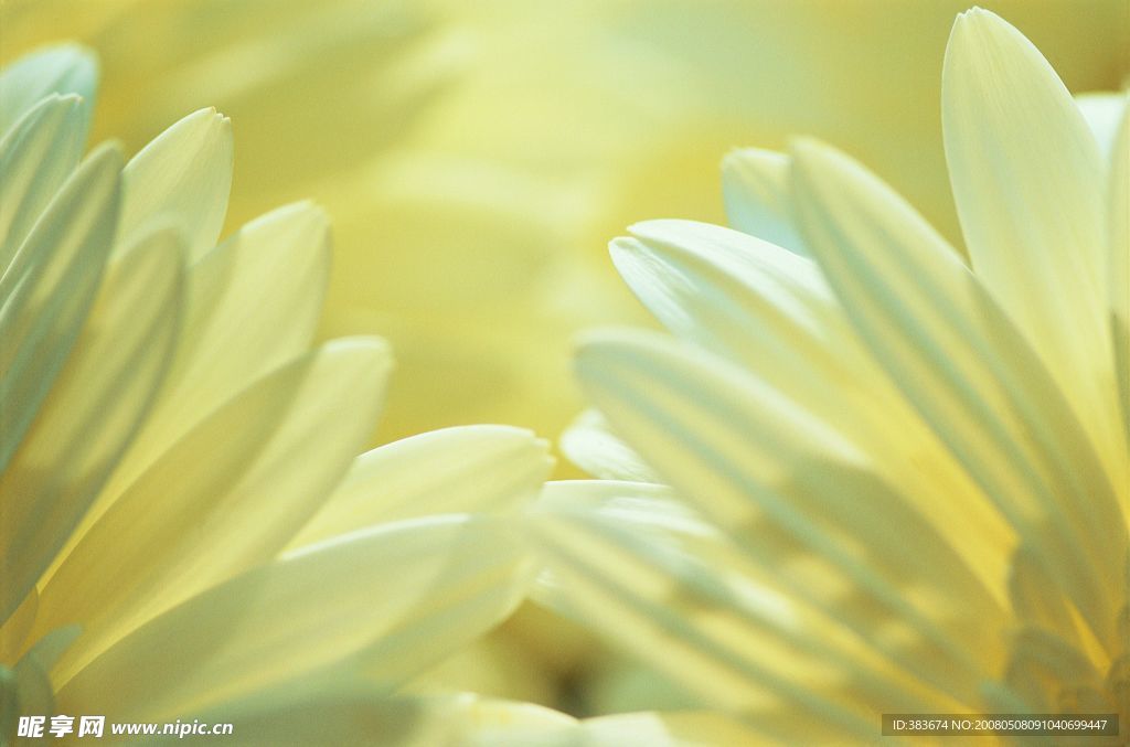 花瓣
