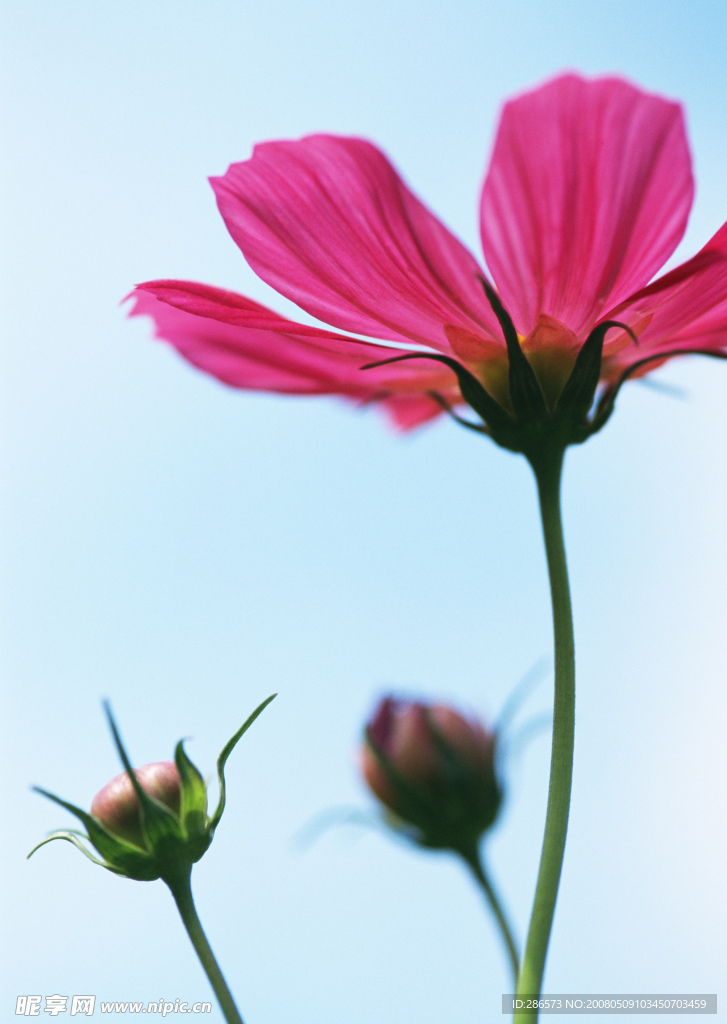 花果子