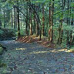 林荫石板路