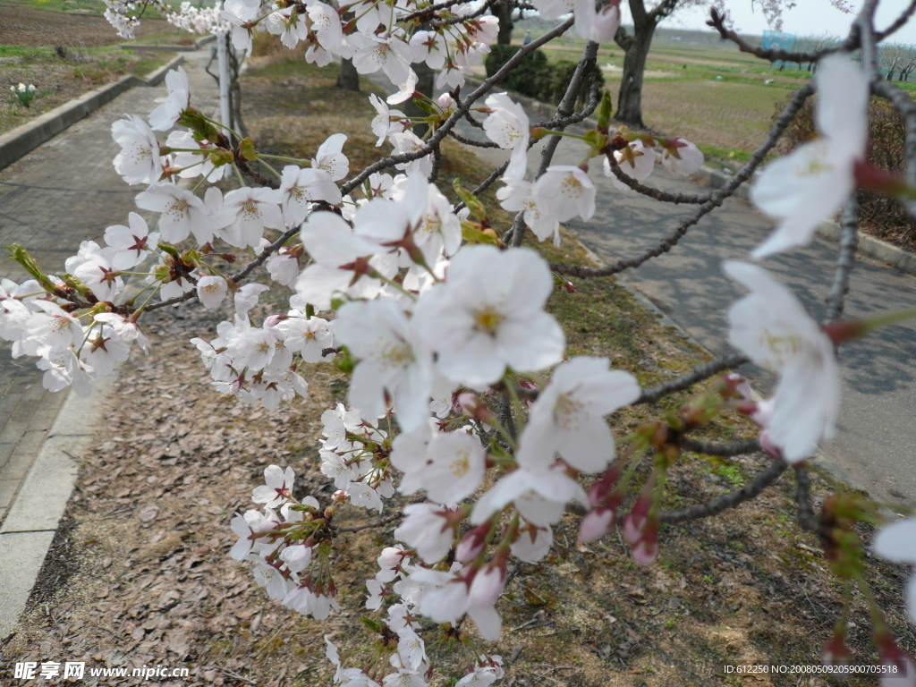 浪漫樱花