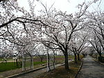 樱花大道