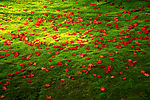 鲜花、花瓣