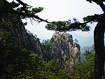 黄山松