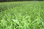 茶叶生态园