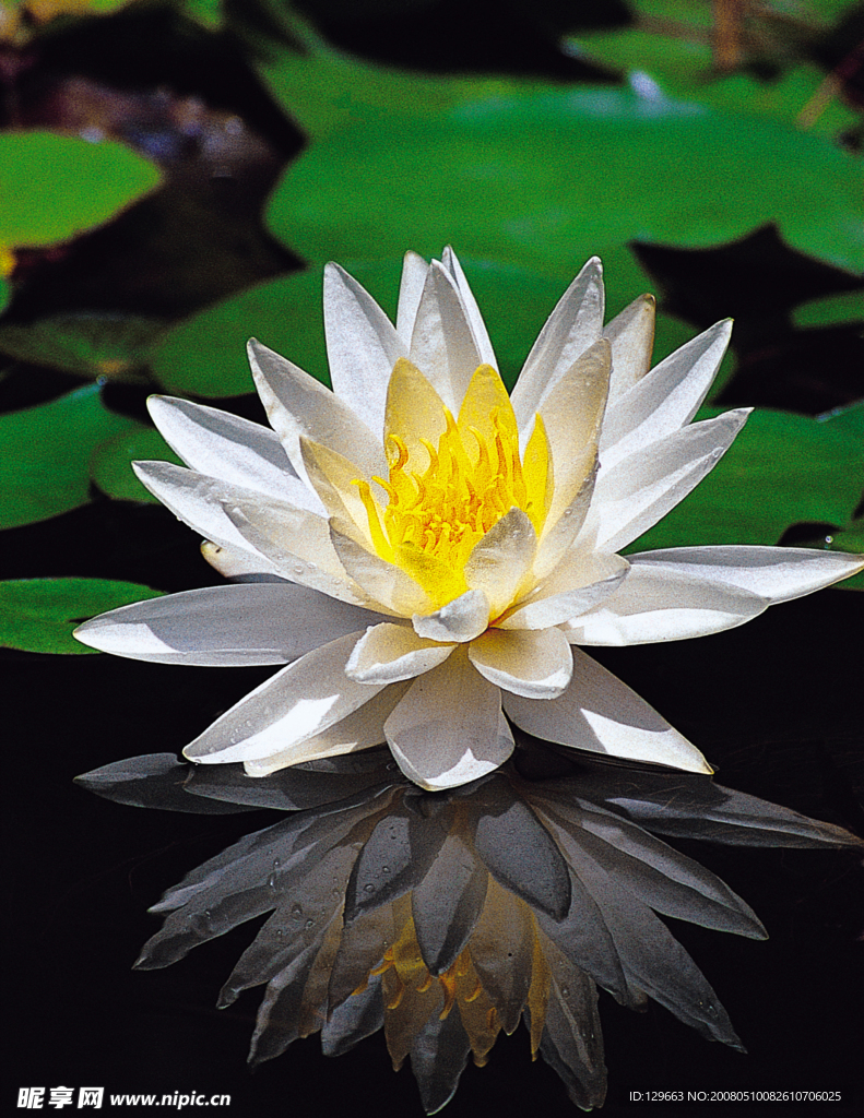 莲花