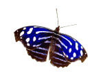 蝴蝶1