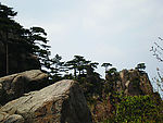 黄山松
