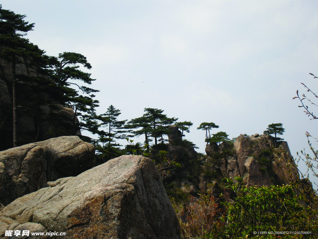 黄山松
