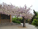 藤缠树，树垂花