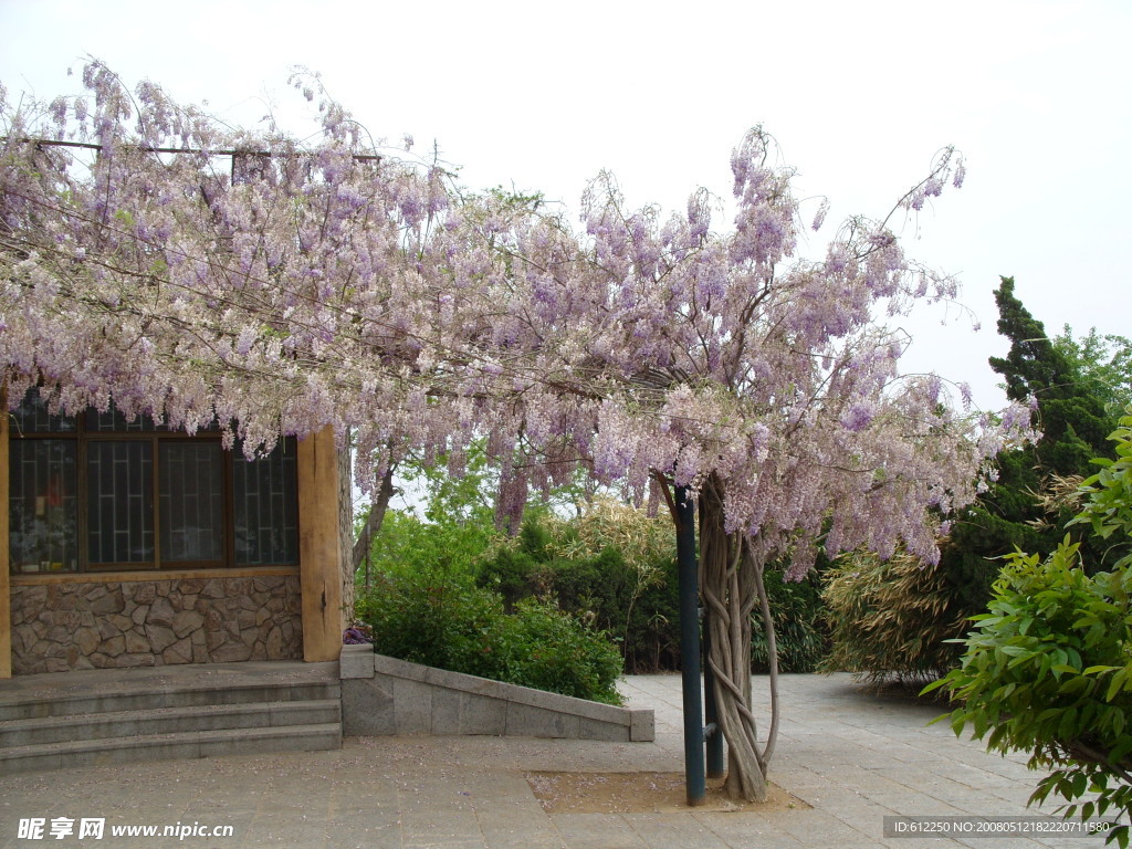 藤缠树，树垂花