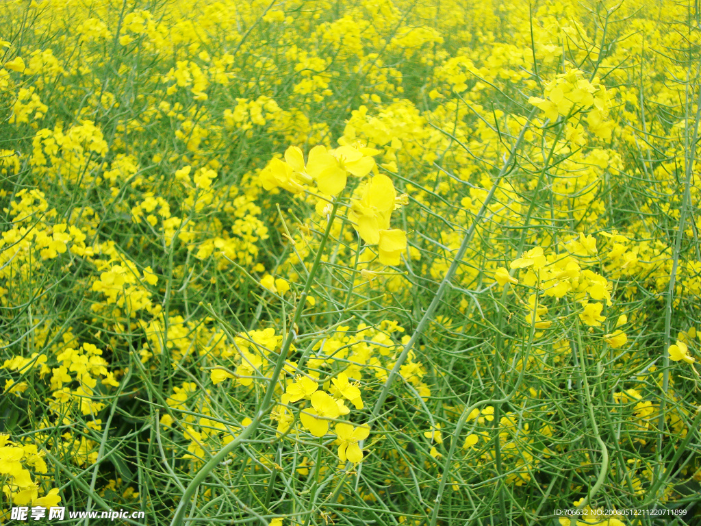 又是油菜花