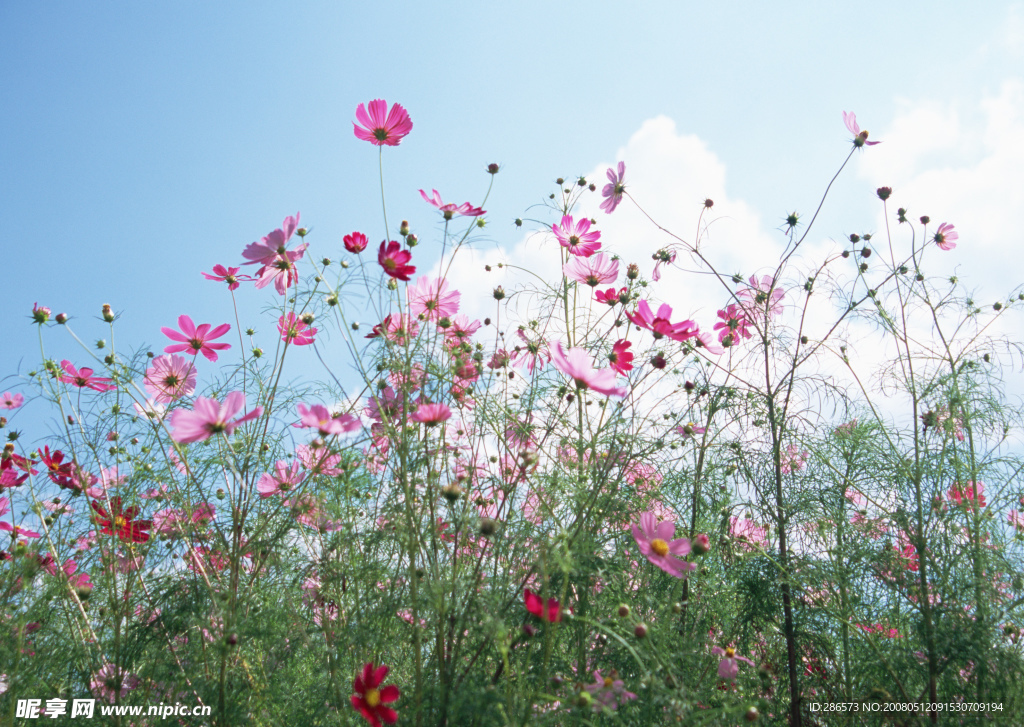 花草