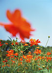 黄花