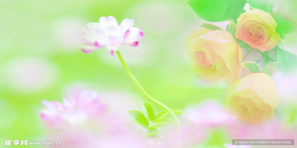 月季花背景