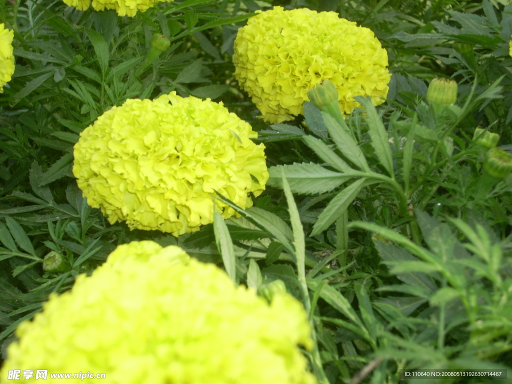花-黄花