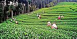阿里山茶园