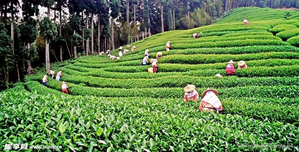 阿里山茶园