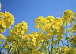 油菜花