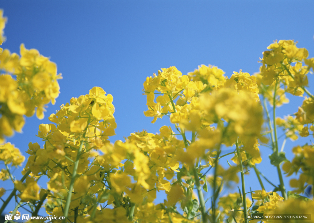 油菜花