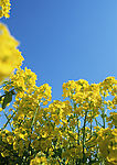 油菜花