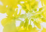 油菜花