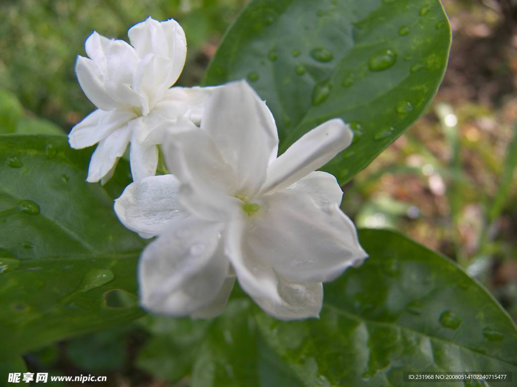 茉莉花