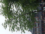 景观