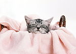 小猫
