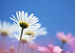 小白花
