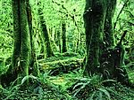 原始森林