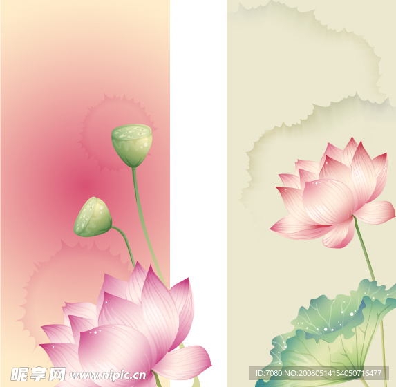 荷花