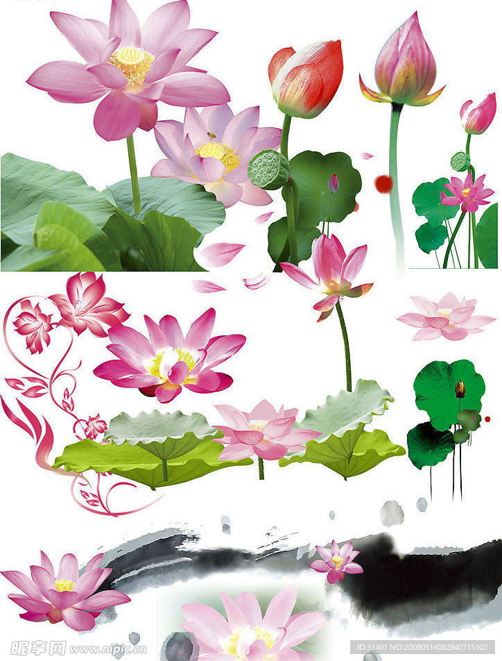 荷花大全