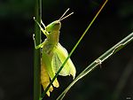 蝗虫蜕化