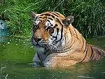 在水中洗澡的老虎