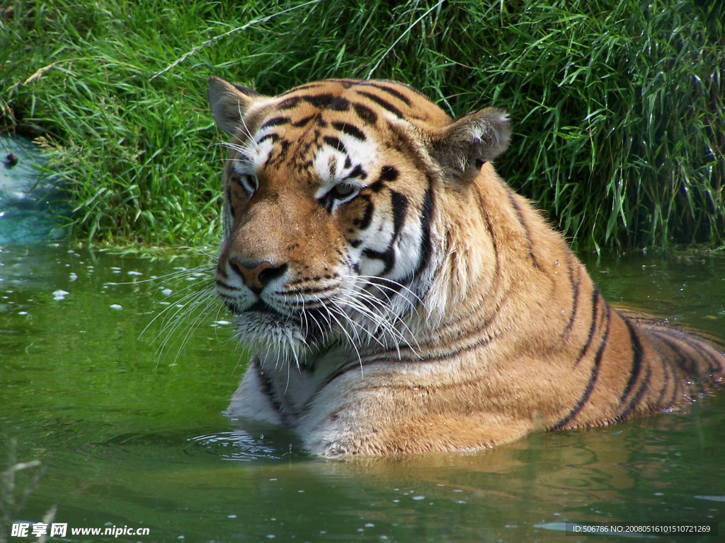 在水中洗澡的老虎