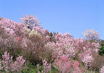 满山的花