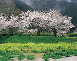 两棵桃花