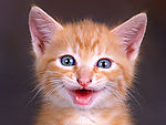 猫猫