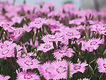 紫花