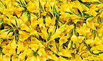 黄花