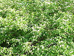 小花点点